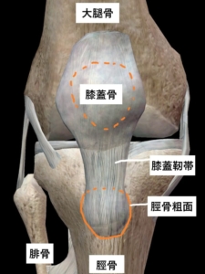 脛骨粗面